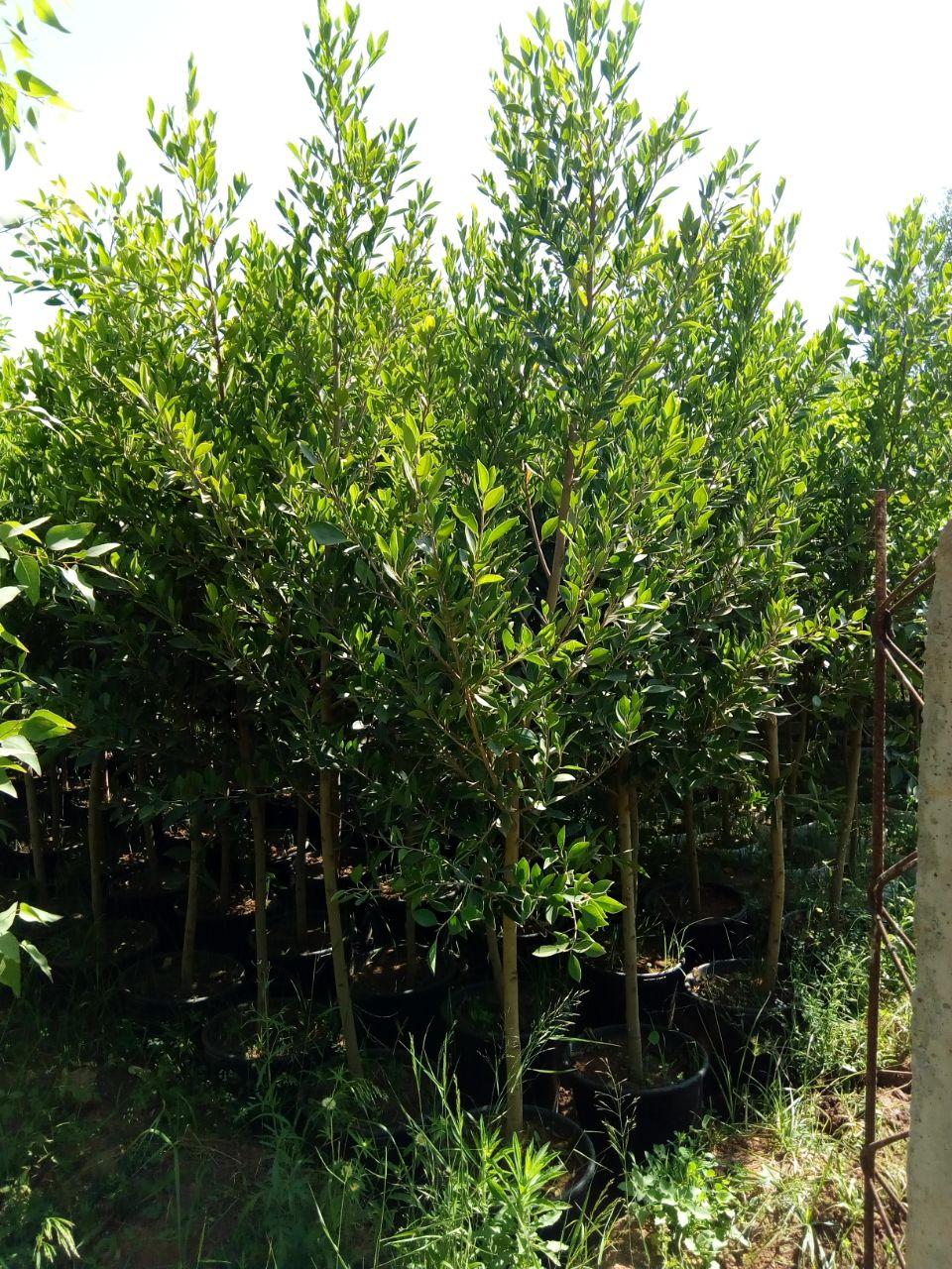 ficus 2 metres