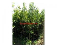 ficus 2 metres