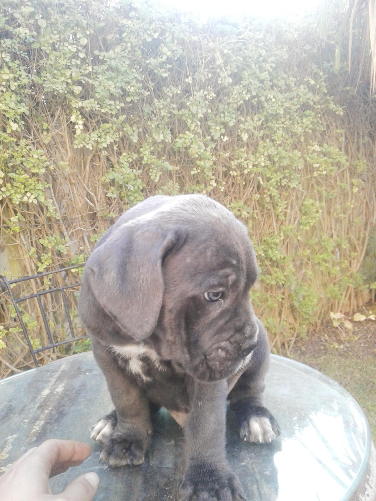 Chiots Cane Corso