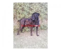 Chiots Cane Corso