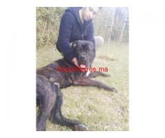 Chiots Cane Corso