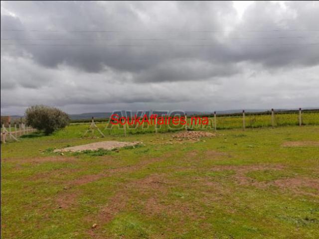 Terrain de 1 hectare et 200m à Meknès Terrain de 1 hectare et 200m à Meknès