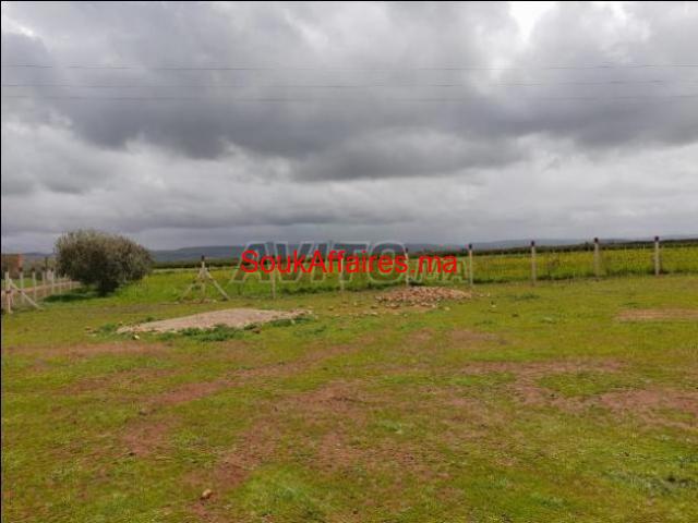 Terrain de 1 hectare et 200m à Meknès Terrain de 1 hectare et 200m à Meknès