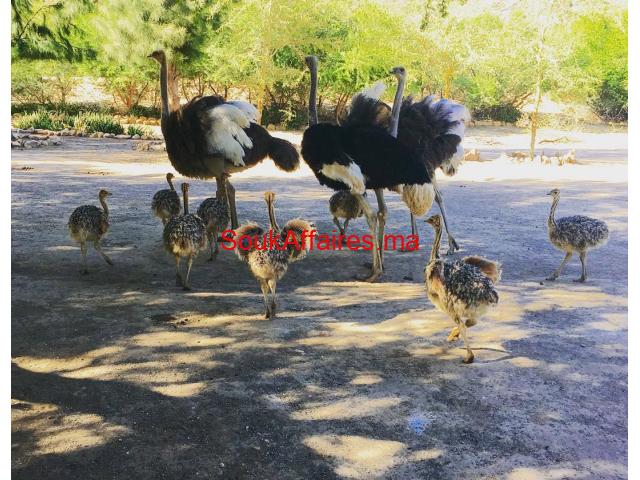 Ostrich chicks & ostrich fertile eggs for sale whatsapp +27734531381