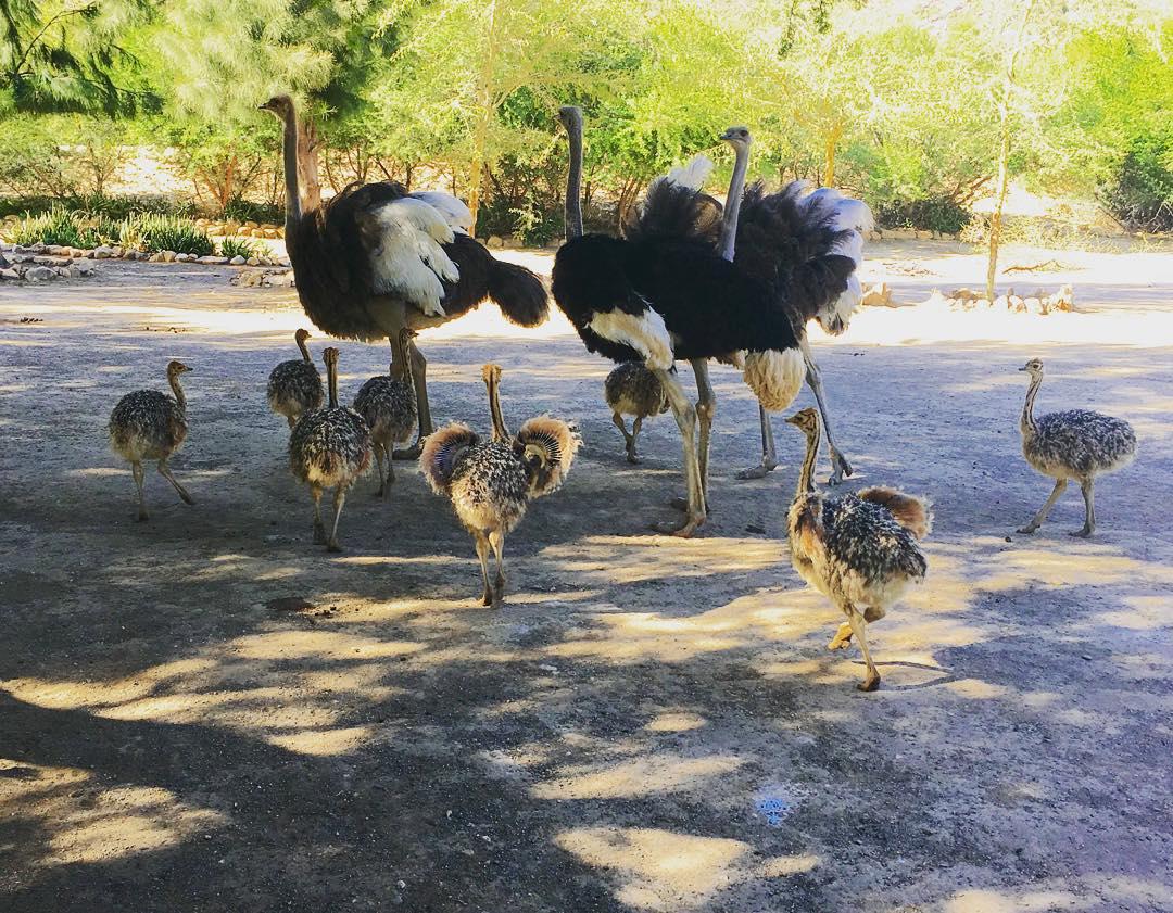 Ostrich chicks & ostrich fertile eggs for sale whatsapp +27734531381