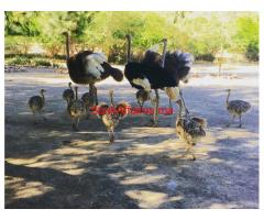 Ostrich chicks & ostrich fertile eggs for sale whatsapp +27734531381