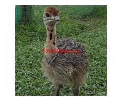 Ostrich chicks & ostrich fertile eggs for sale whatsapp +27734531381