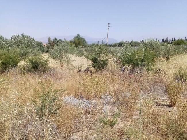 Terrain de 3 ha à vendre route de l'ourika