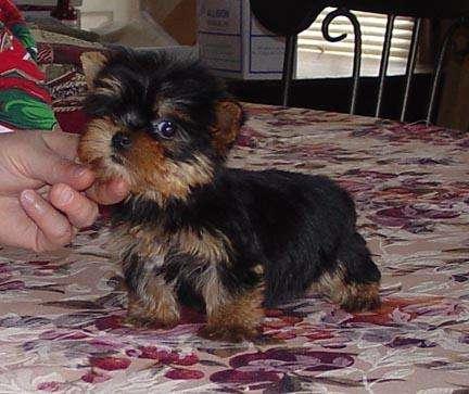 Yorkies Terrier chiots pour adoption