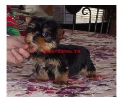 Yorkies Terrier chiots pour adoption